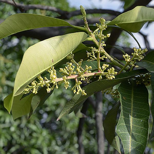 　芒果Mango